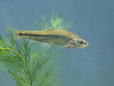Blauwband, pseudorasbora parva