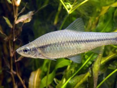 Blauwband, pseudorasbora parva