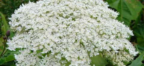 reuzenberenklauw scherm