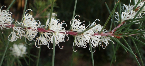 Hakea