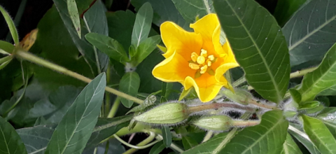 Waterteunisbloem